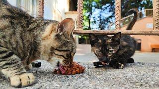 Stray Cats Eating Wet Cat Food ASMR