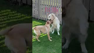 Playing Rough. Sonny the Golden Retriever and Troy the Labrador Pick Up the Tempo. #shorts