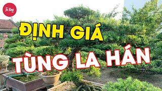 Tại sao Tùng la hán có giá hàng tỷ đồng? - Định giá Tùng la hán | Tư Tùng