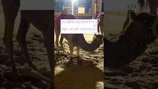 الشيخ الألباني يبين كيفية بروك البعير المنهي عنه في الصلاة