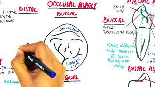 Anatomy of Mandibular First Premolar - Tooth Morphology