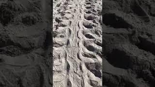 Nesting Sea Turtle tracks!