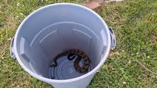 Raw unedited footage of catching a timber rattler.