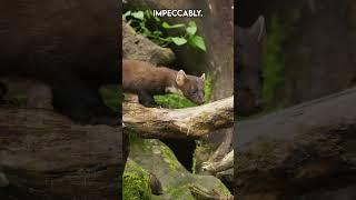Among the Branches: The Life of a Pine Marten | Paws on the Planet