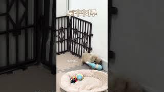 #토리 #토리의하루 #반려견 #말티푸