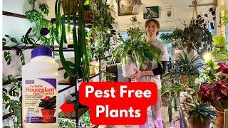 Systemic Pesticide for Houseplant - How to Use to Prevent Bugs & Insects - Bonide