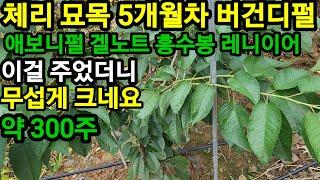 체리묘목 빨리 키우는법 유공관 없이 이렇게만 하셔도 잘 크네요