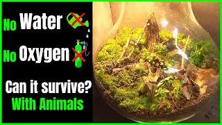 Making a terrarium |  Self Sustaining Ecosystem in a jar