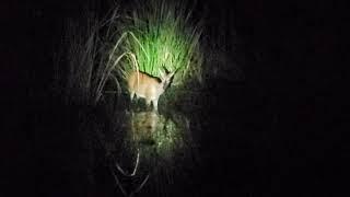 Catfish Scares Deer! #lazypondfarm Fish & Hunt