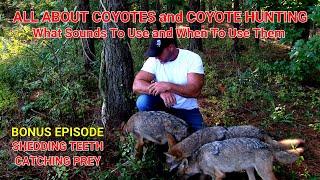 ALL ABOUT COYOTES and COYOTE HUNTING What Sounds To Use For Calling Coyotes and When To Use Them