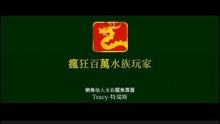 【樂魚愉人水族】百萬瘋狂水族玩家預告 Tracy 特瑞斯 龍王出遊紀錄 #樂魚愉人水族 #水族館 #龍魚 #紅龍 #血紅龍 #大型魚