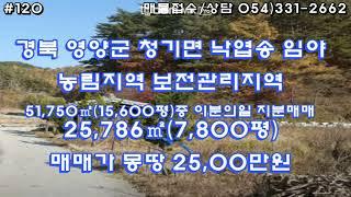 [120.영양군 청기면 이분의일 지분매매 몽땅2,500만원 포장도로 접한 위치좋은 낙엽송 임야 급급매] 영양군청 20분거리에 위치한 포장도접한 낙엽송 임야   임야앞 주차공간 많음