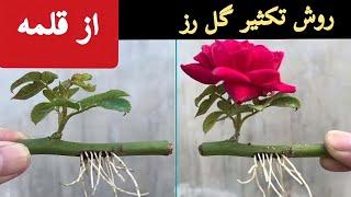 روش تکثیر گل رز از قلمه