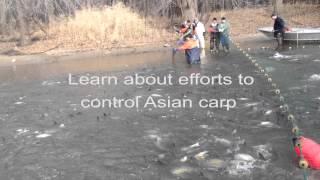 100,000 Pounds of Asian Carp