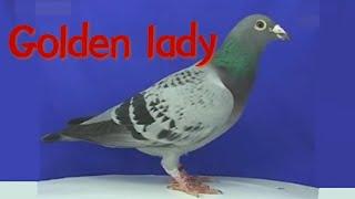 Pigeon 6:Koopman Golden lady