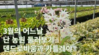 3월의 어느 날 난 농원 둘러보기 (덴드로비움, 카틀레야)