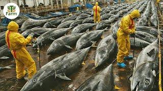 How Korean Fish Farmers Raise Millions of Bluefin Tuna Every Year | Agricultural Documentary