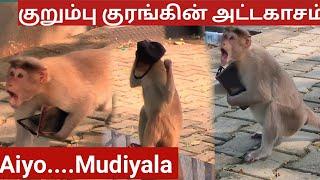 குறும்பு குரங்கின் அட்டகாசம்| Mischievous Monkey's Atrocities