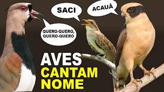 45 AVES que CANTAM O PRÓPRIO NOME | CANTOS DE AVES | Canal aves