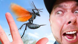 The new WORST STING?! (GIANT Tarantula Hawk!)