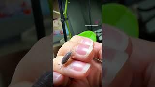 I am small!!! Isopods!! #shorts #isopods #pets #petsofinstagram #powderblues #pet #youtubeshorts