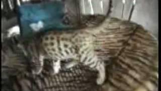 bengal cat  (bengaalse kat)