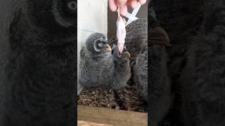 (Graphic) Baby Owls eating mouse whole  #shorts #owl #birds #feed #baby #owls #nature