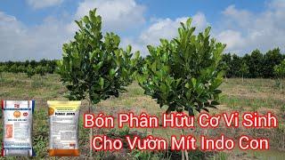 Bón Phân Vì Cho Vườn Mít Indo Con Nhanh Lớn - Cây Bao Nhiêu Tháng Mới Cắt Đọt Là Hợp Lý Nhất