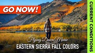 273: Eastern Sierra Fall Colors Report - 10/3/24 **GO NOW!** (Bishop & Mono County Fall Foliage)