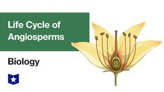 Life Cycle of Angiosperms | Biology