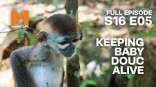 Keeping Quy Going | Season 16 Episode 5 | Full Episode | Monkey Life