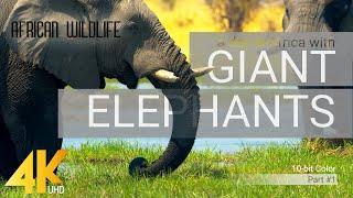 4K African Wildlife: ELEPHANTS Part #1 - A day in Africa with Giant Elephants - 10-bit Color