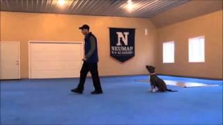 Jade (Pitbull Terrier) Dog Training Boot Camp Video