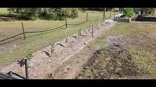 Growing Feijoa as a Hedge Screen from cuttings.