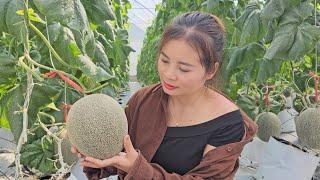 My life /Ly Thi Luyen takes care of fish and picks melons to go to the market