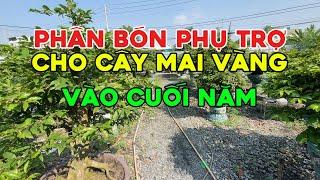 Phân Bón hỗ trợ cho cây Mai Vàng vào cuối năm - cây có chơi Tết 2025 : phân bánh dầu, kali, canxibo.