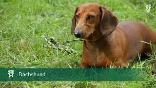 Erdhunde & ihre Einsatzgebiete