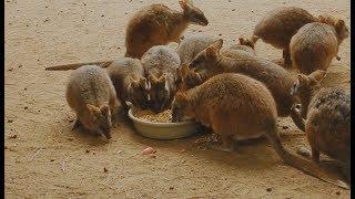 Prairie Dogs (genus Cynomys) Are Herbivorous Burrowing Rodents Native To The Grasslands