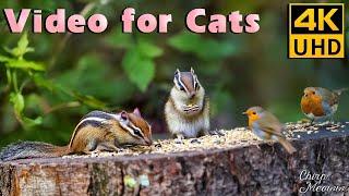 Gathering in Acorn Grove: Woodland Fun with Squirrels, Chipmunks, Birds for Cats to Watch  4K