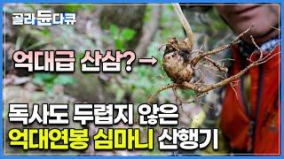 열 뿌리만 찾아도 아파트 한 채는 살 수 있다는 산삼 캐는 사람들│한국에서 나온 세계 최고가 산삼│산삼 찾다가 독사 마주치는 건 일상이라는 심마니│극한직업│#골라듄다큐