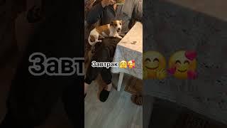 как вкусно с папой..#сонечка #jackrussel #джекрасселтерьер #dog #animals #shorts