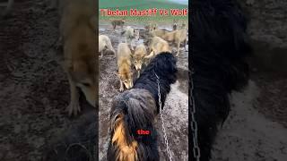 Wolves Respect This Dog! (Tibetan Mastiff)