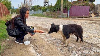 Homeless Sad Dog Asked Help and I Couldn’t Say No to Him