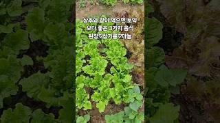 상추와 같이 먹으면 보약보다 #좋은음식3가지#건강밥상
