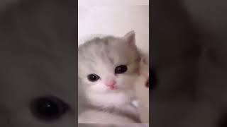 #Short #cat cute แมวสัตว์เลี้ยงน่ารักน่ารักมากๆที่พวกเขยแมวทุกวัน