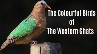 Indian Wildlife Documentary: The Colourful Birds Of The Western Ghats