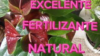 ANTURIOS , FRUTALES  Y   MAS  PLANTAS  HERMOSOS  con  excelente FERTILIZANTE  NATURAL🪴