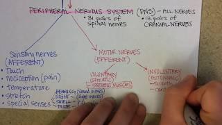 Nervous System Overview