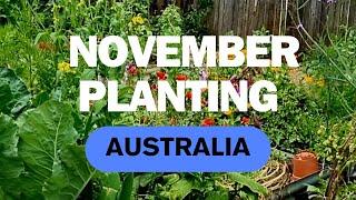 What To Plant In November For Summer Harvests - NSW Australia - Veggies - Fruit - Flowers