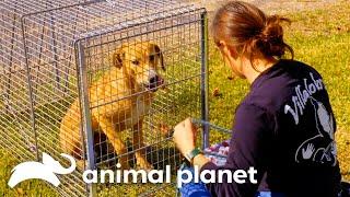 Mariah's Nail Biting Dog Rescue Mission | Pit Bulls & Parolees | Animal Planet